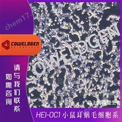 HEI-OC1 小鼠耳蝸毛細胞系